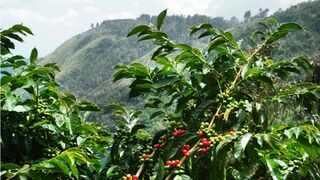 Coffee plantations in Altaria produce either Alharica and Rovusta beans. Altaria is the only region in Iverica with the climate for producing in export quantity and quality.
