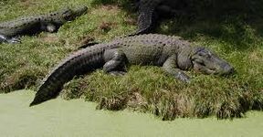 Forbidden Marsh Alligator