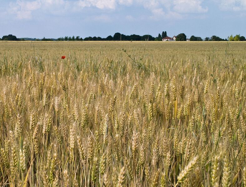 File:Wheat field seine-et-marne.jpg