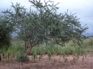 Acacia senegal marco schmidt.jpg