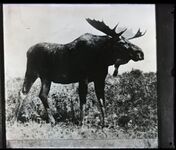Photograph of a Moose taken by a farmer in the Rezanovgrad Agricultural zone.