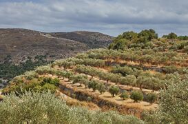 Olive groves in the Isauris satrapy a region notable for its extensive farmland.