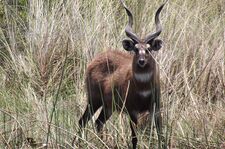 Qeqsaraken antelope.jpg