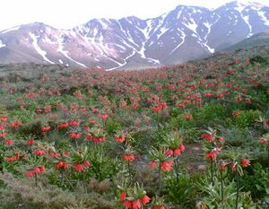 Field of Fritillaria imperialis.jpg