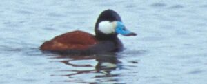 Qazh's ruddy duck.jpg