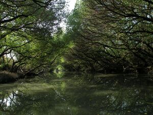 Dark-mangrove-forest-high-resolution-stock-images-1080P-wallpaper-middle-size.jpg