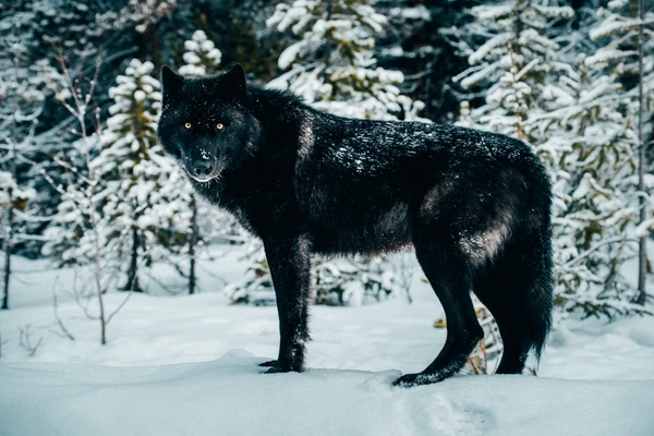 File:Black wolf jasper circa 1983-2 grande.webp