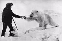 Photograph of Arctic Explorer Boris Andreyevich Vilkitsky encountering polar bears c.1929