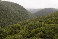 Forested Mountains .jpg