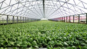 Valgian Hydroponic Farm.jpg