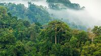 Tropical inland rainforest on Vefeta