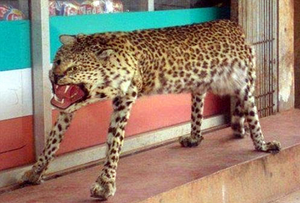 Rezati leopard.png