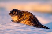 The Vattannes ringed seal is endemic to Scovern's lakes