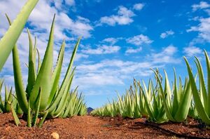 Aloe Vera plantation.jpeg