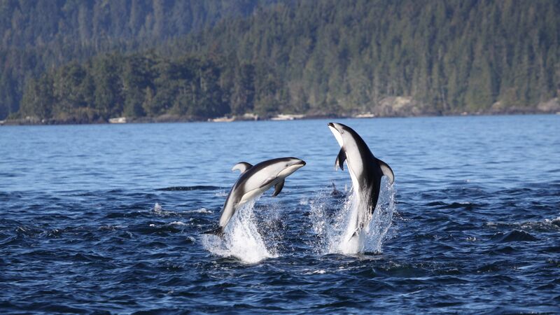 File:Pair of dolphins.jpg
