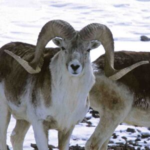 Argali-93d7f6d1bb33616d25487796ca5cbfaf (1).jpg