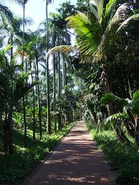 A pathway through the tropical foliage of the Windstrand Botanical Gardens.