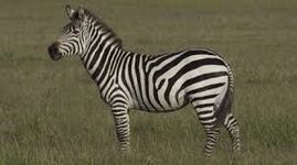 Jackson Plains Zebra