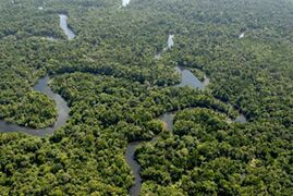 Rainforest in Saruluyaha
