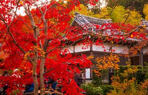 Fall-colors-foliage-jojakkoji-temple-arashiyama-kyoto-japan-369.jpg