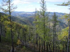 Forests in northern Mesogeia