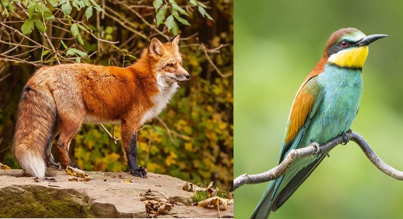 File:NSB fox&bird.jpg