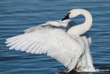 The Aurivizht swan is the national bird, famous for its beauty.