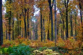 Retz Forest in Aisne