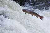 Salmon in Aurivizh differ between the freshwater types and the saltwater types.