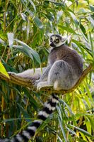 1200px-Lemur (41630741901).jpg
