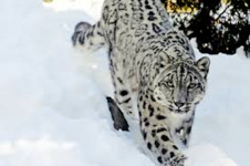 West Phoenician Snow Leopard