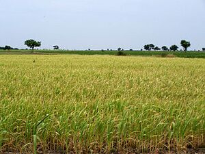 Farm, Southern Washtuse.jpg