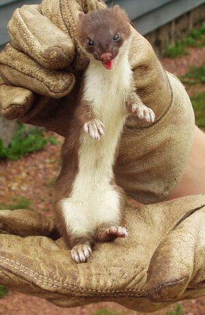 Marsh-Brown Stoat.jpg