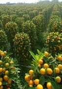 Nou Tacalonia produces 4 million tons of orange crop per annum.