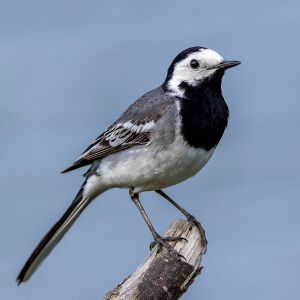 NV Wagtail.jpg