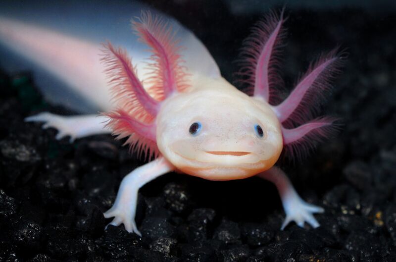 File:Axolotl.jpg