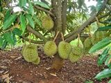 A Durian Tree.