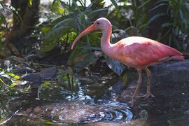 Pink ibis