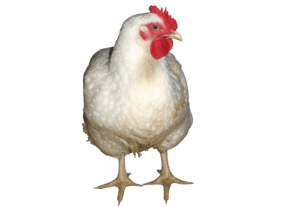 ChickenRom.png