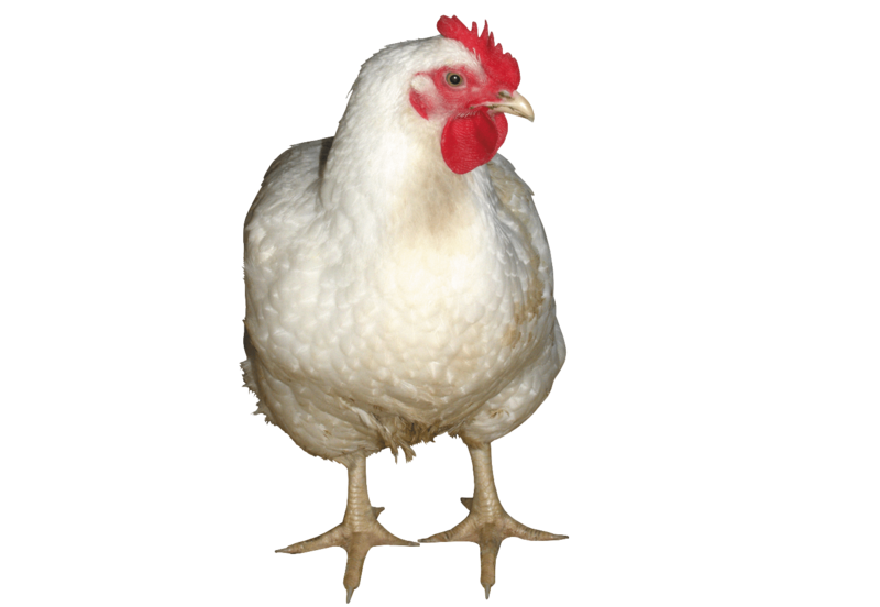 File:ChickenRom.png
