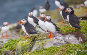 Puffins Aureum.jpg