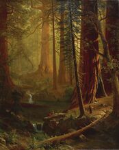 Redwoods in Chervolesia, 1848