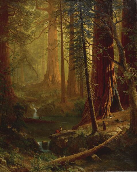 File:Redwoods in Chervolesia.jpg