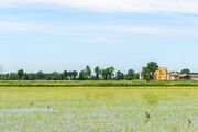 Rice fields.