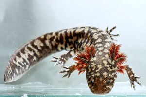 Inyur axolotl02.jpg