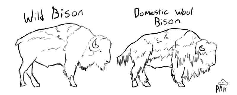 File:Domesticated Wool Bison.png